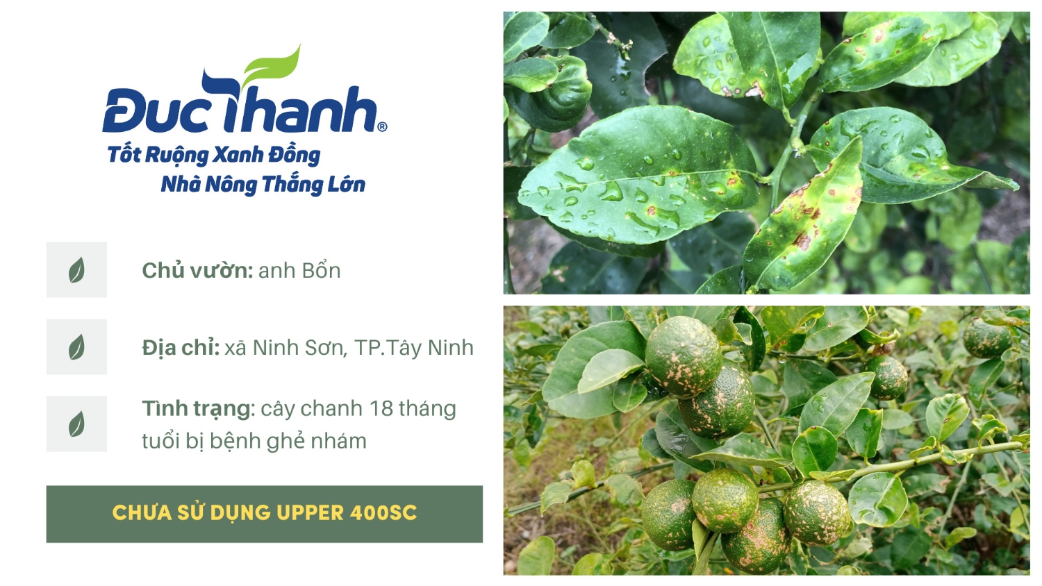 bệnh ghẻ nhám trên cây chanh