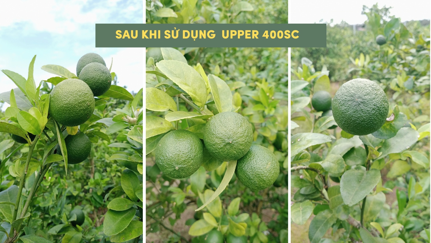 hiệu quả sau trị bệnh ghẻ nhám trên chanh