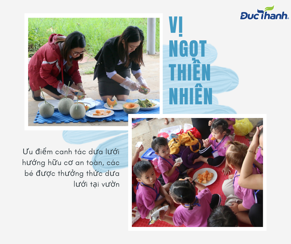Các bé trường mầm non TTC Tây Ninh tham quan vườn dưa lưới