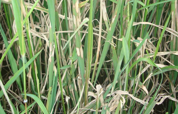 Bệnh khô vằn lúa là gì