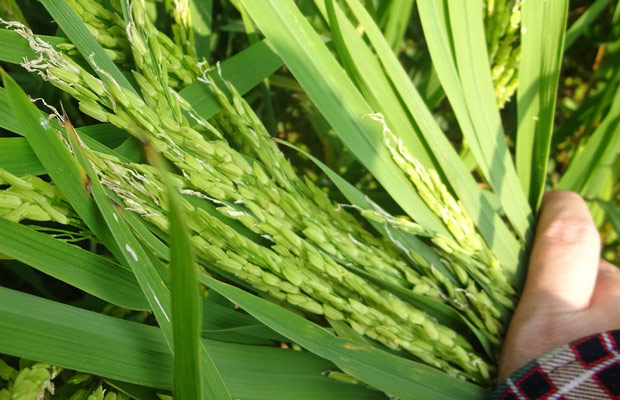 Biện pháp phòng trừ bệnh lem lép hạt lúa
