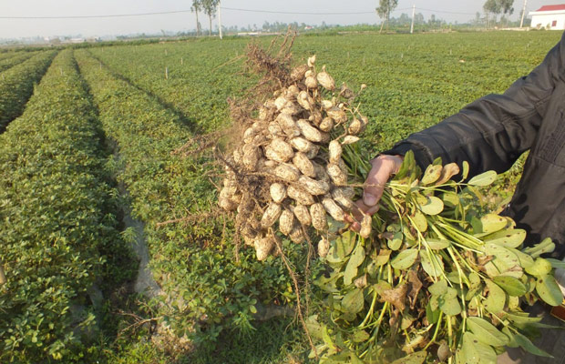 Cách trồng đậu phộng