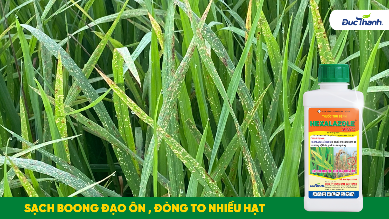 Tình trạng đạo ôn hại lúa tại Tây Ninh