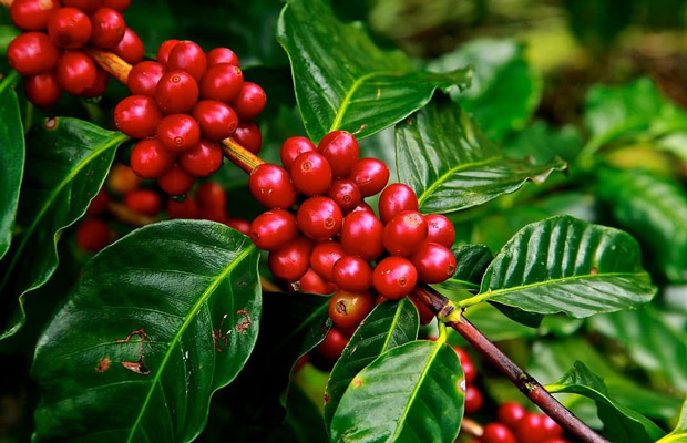 Đặc điểm sinh thái của cây cà phê