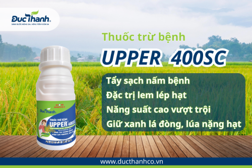 Dùng thuốc Upper 400SC để phòng trừ bệnh lem lép hạt cho lúa