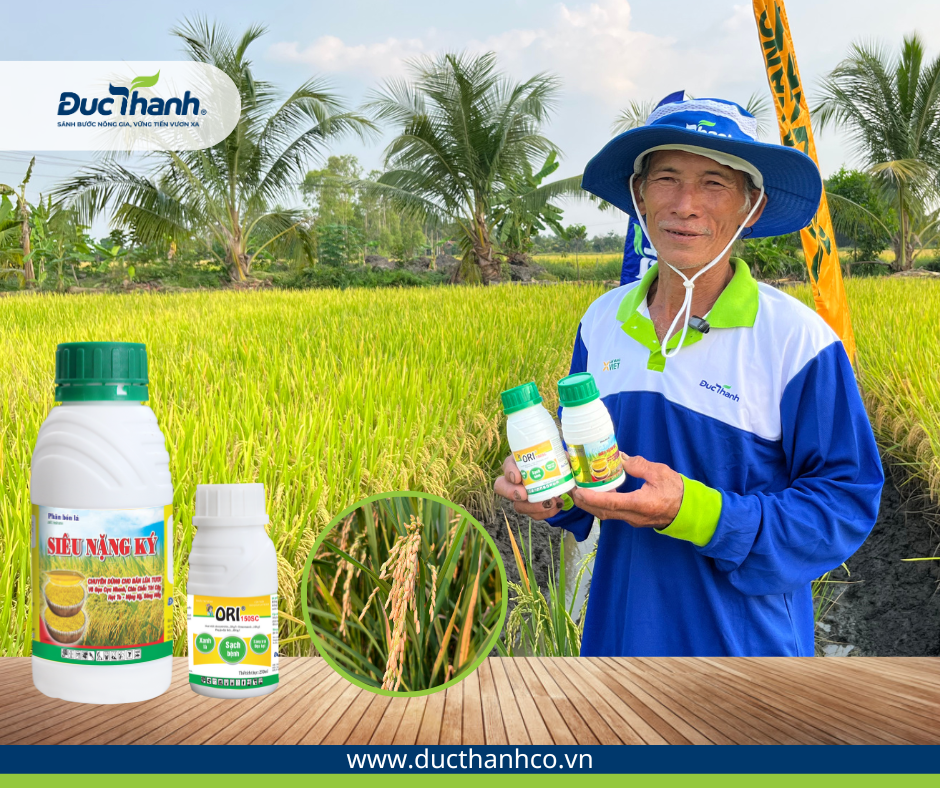 Phân bón lá Siêu nặng ký và thuốc trừ bệnh Ori 150SC giúp kích thích lúa phát triển cho năng suất cao.