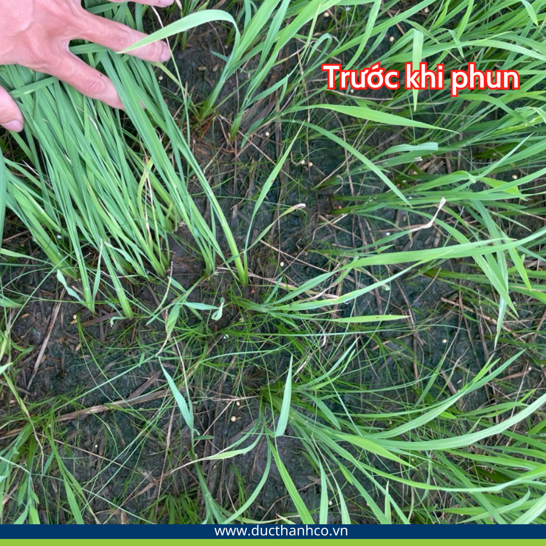 Hiệu quả tối ưu của thuốc trừ cỏ Raingran 460SL - thuốc trừ cỏ hậu nảy mầm