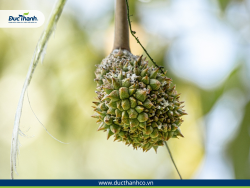 Season 450SC – Phòng trừ rệp sáp gây hại cho sầu riêng theo cách đơn giản nhất