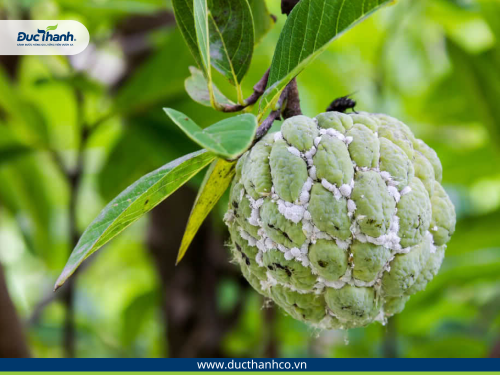 Phòng trị rệp sáp trên mãng cầu bằng thuốc trừ sâu Season 450SC