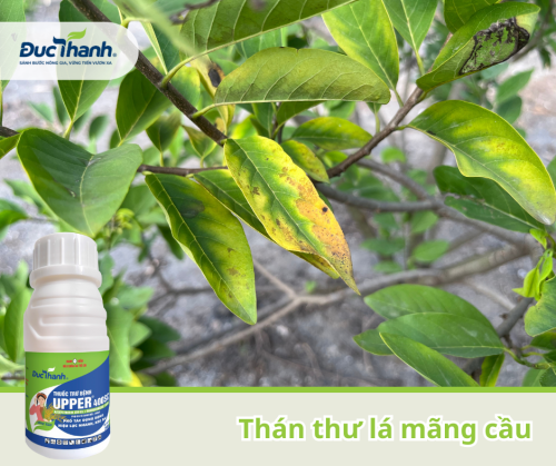 Upper 400SC: Thuốc diệt trừ nấm gây bệnh thán thư lá mãng cầu