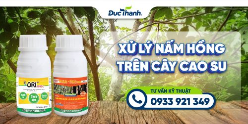 Trị nấm hồng trên cây cao su bằng thuốc trừ bệnh Villa-Fuji 100SL