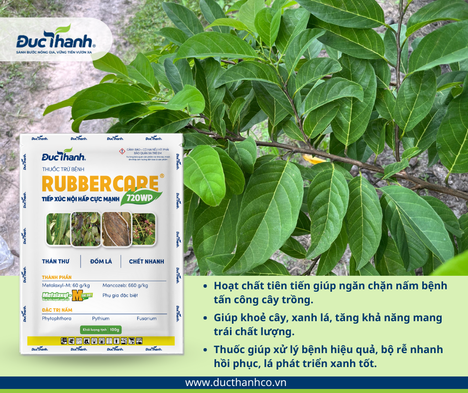 Rubbercare 720WP: Thuốc phòng trị hiệu quả nấm gây bệnh vàng lá thối rễ mãng cầu