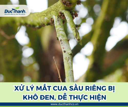 Gợi ý cách khắc phục nhanh tình trạng mắt cua sầu riêng bị khô đen, dễ thực hiện