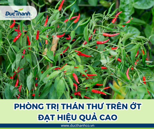 Upper 400SC - Nhận biết thán thư và cách phòng trị tận gốc thán thư trên ớt