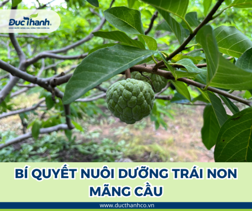 Đức Thành gợi ý bí quyết dưỡng trái non mãng cầu sao cho hiệu quả?
