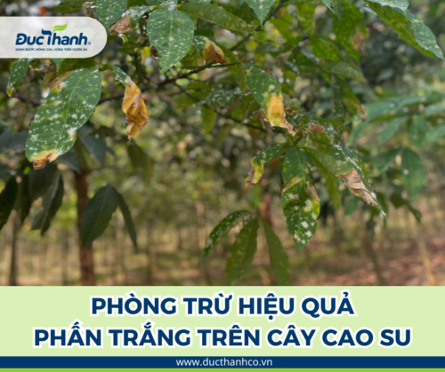 ORI 150SC - Thuốc trừ bệnh phấn trắng trên cây cao su cho hiệu quả cao