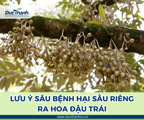 Sâu bệnh hại nào cần lưu ý cho sầu riêng giai đoạn ra hoa đậu trái?