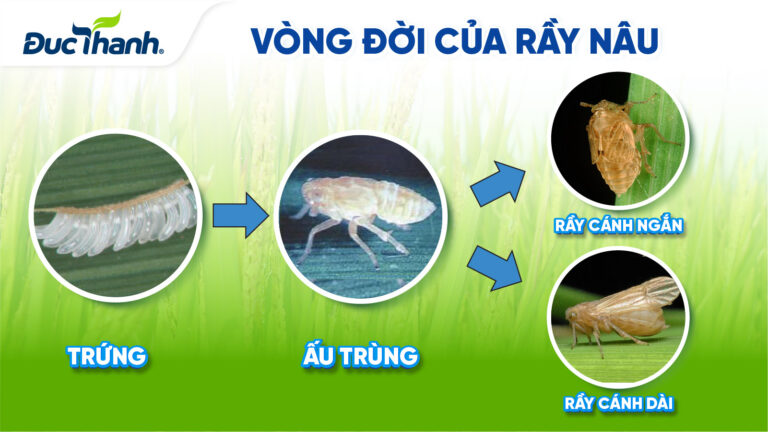 Hướng dẫn phòng trừ rầy nâu hại lúa vụ đông xuân