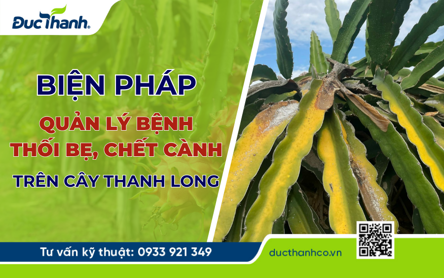 Biện pháp quản lý bệnh thối bẹ chết cành trên cây thanh long