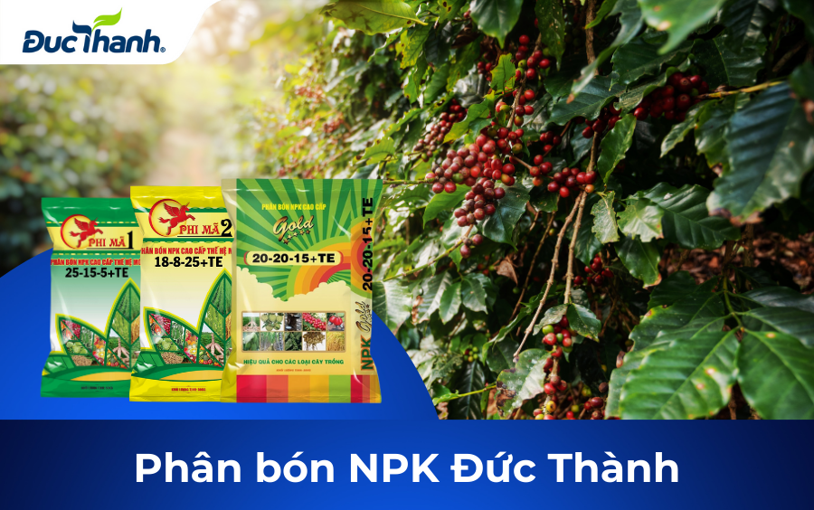 Sử dụng phân NPK Đức Thành cho cà phê