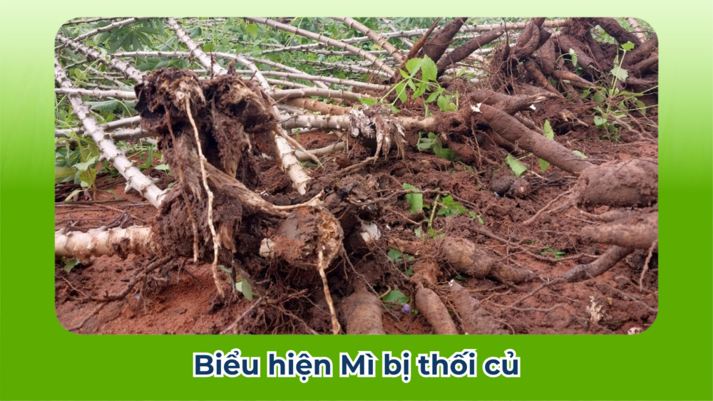 Có thể nhận biết và phòng trừ bệnh thối củ Mì từ sớm hay không?