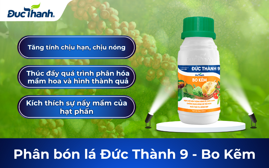 Phân bón lá DT9 Bo kẽm cho cà phê