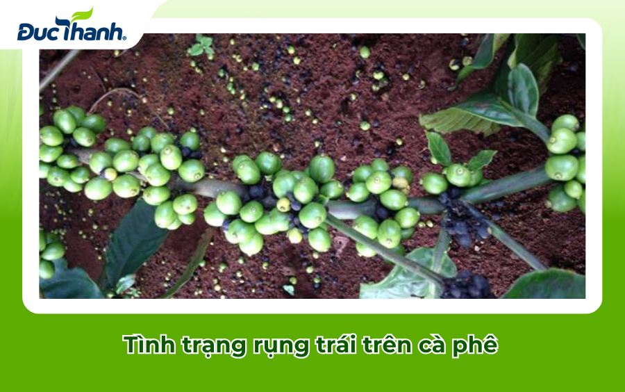 Tình trạng rụng trái trên cà phê