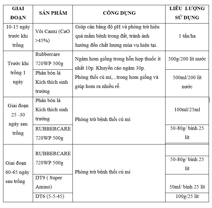 Quy trình phòng trừ bệnh thối củ Mì từ công ty Đức Thành 