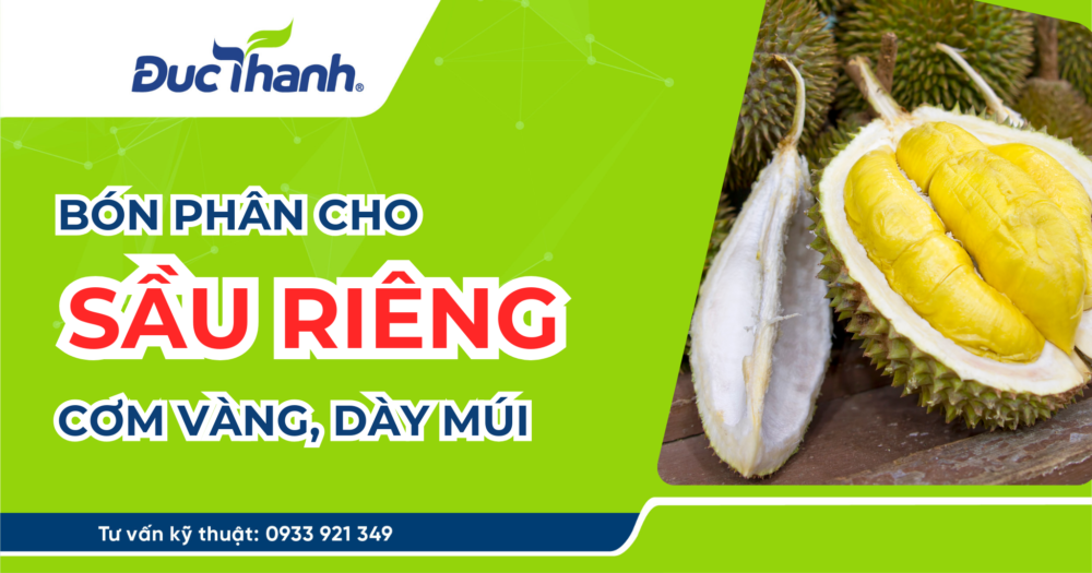 Bón phân cho sầu riêng lên cơm vàng, dày múi, đẹp trái