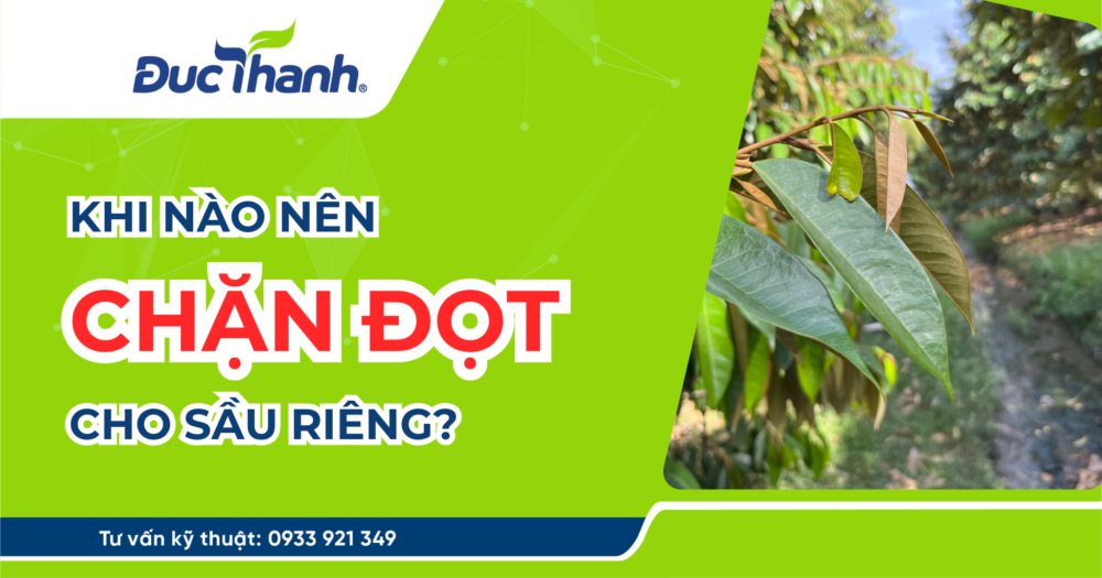 Khi nào nên chặn đọt cho sầu riêng