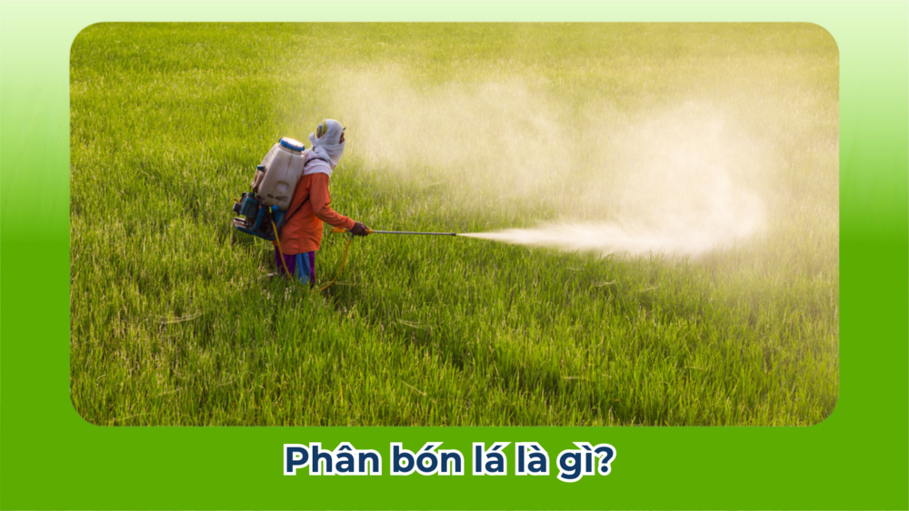 Phân bón lá: Chìa khóa cho vụ mùa bội thu