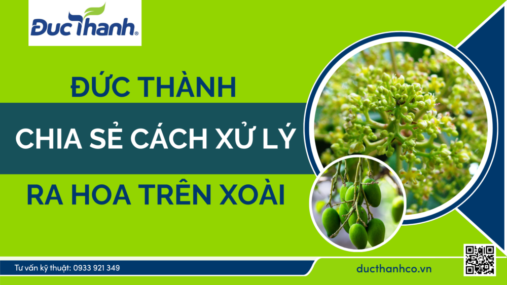 Đức Thành chia sẻ cách xử lý ra hoa trên xoài