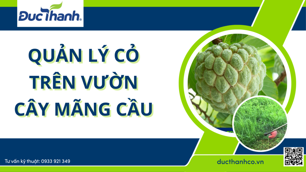 Quản lý cỏ trên vườn cây mãng cầu