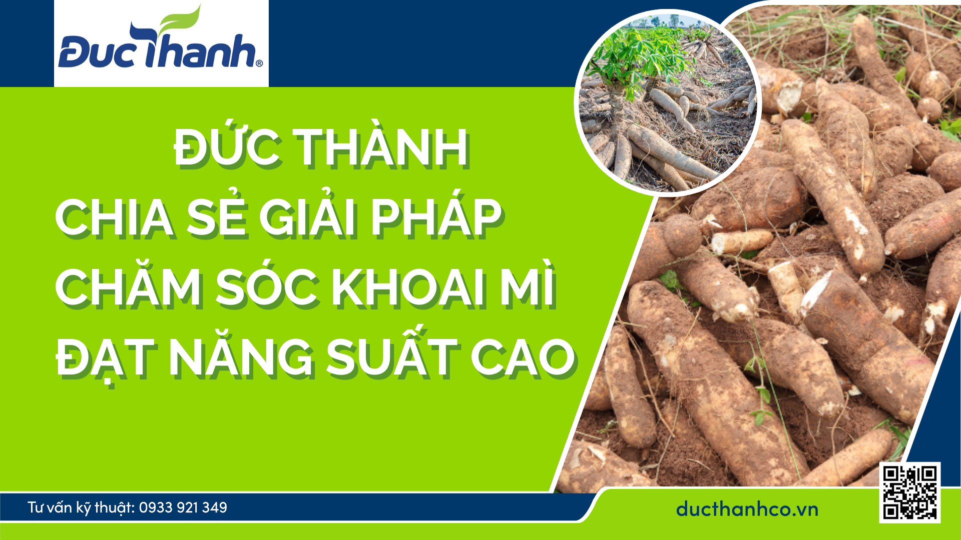 Chăm sóc khoai mì đạt năng suất cao