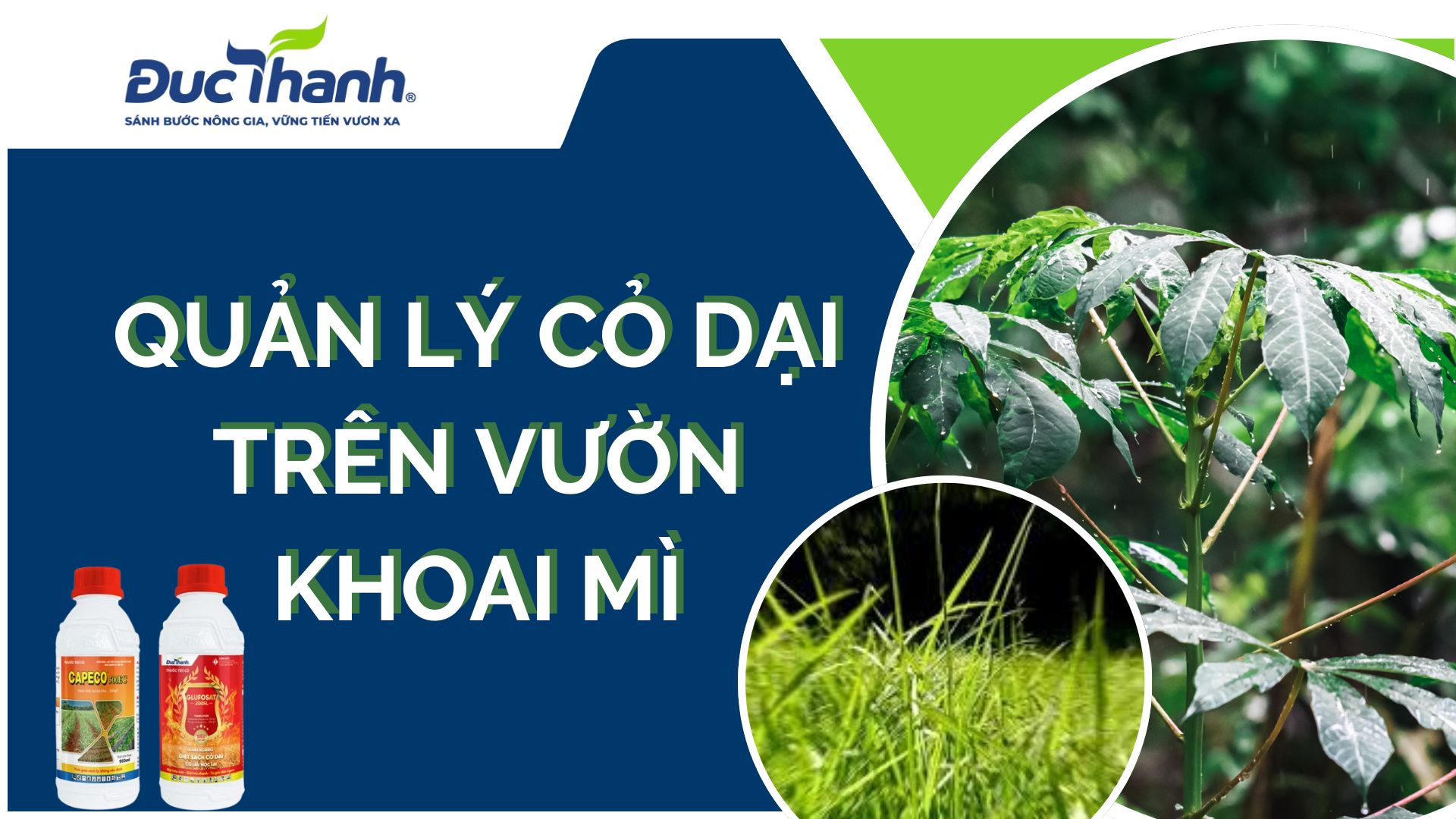 Quản lý cỏ dại trên vườn khoai mì