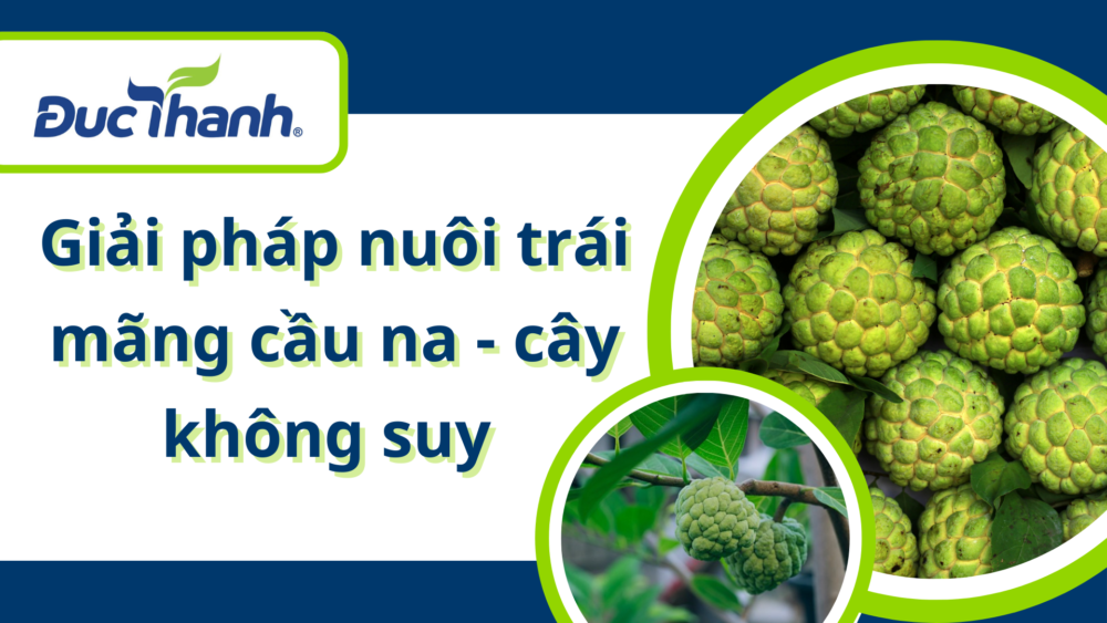 Giải pháp nuôi trái mãng cầu - cây không suy