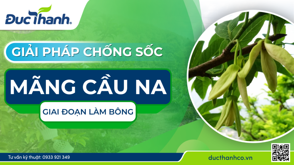 Chống sốc mãng cầu na giai đoạn làm bông