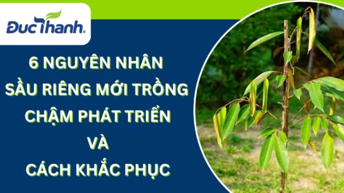 6 NGUYÊN NHÂN SẦU RIÊNG MỚI TRỒNG CHẬM PHÁT TRIỂN VÀ CÁCH KHẮC PHỤC