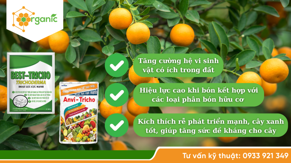 Dùng Anvi - Trico hoặc Best Trico để phân giải chất hữu cơ và cải thiện hệ rễ.