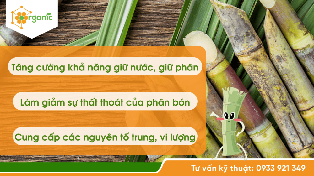 Tăng hiệu quả việc bón phân NPK, phân hữu cơ cho cây mía