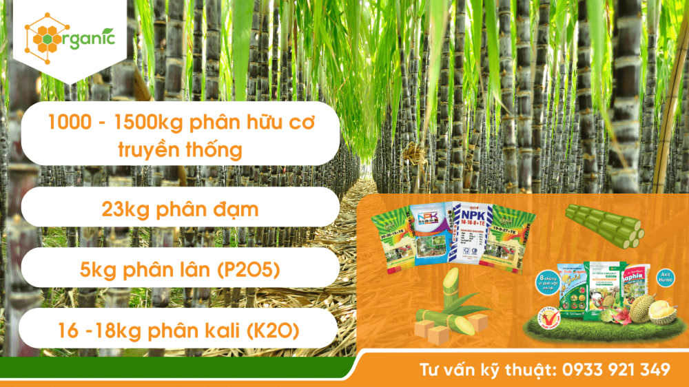 Tăng hiệu quả việc bón phân NPK, phân hữu cơ cho cây mía