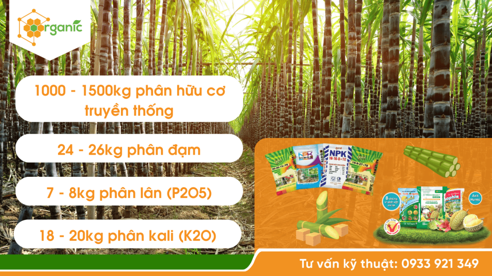 Tăng hiệu quả việc bón phân NPK, phân hữu cơ cho cây mía