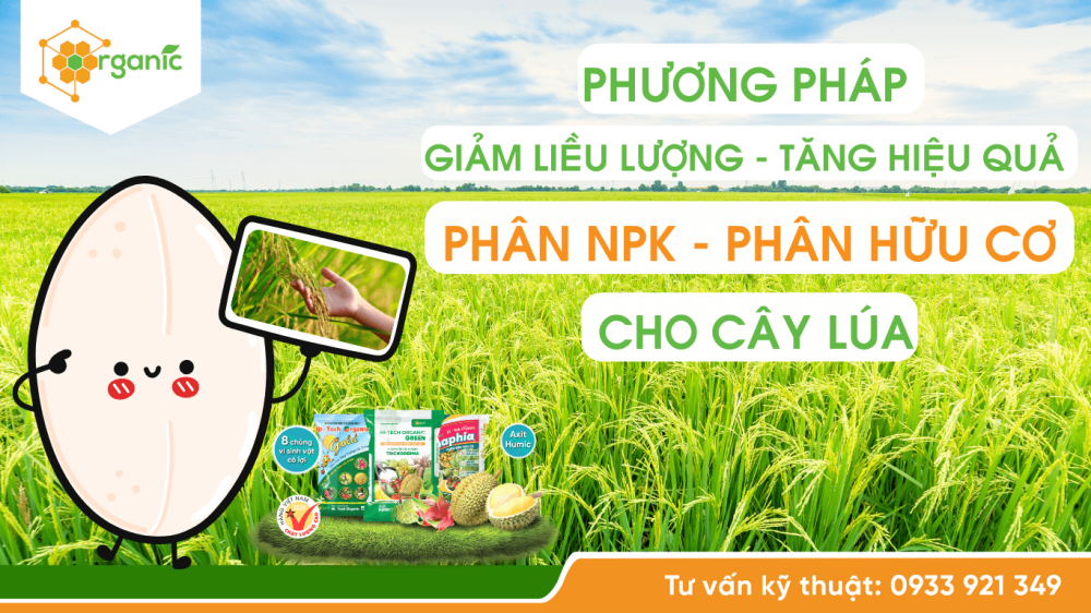 Tăng hiệu quả việc bón phân NPK, phân hữu cơ cho cây lúa