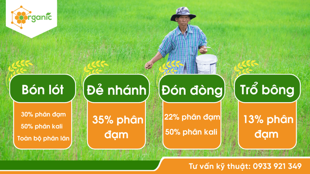 Liều lượng bón phân NPK cho lúa dựa trên khảo nghiệm đất trồng 