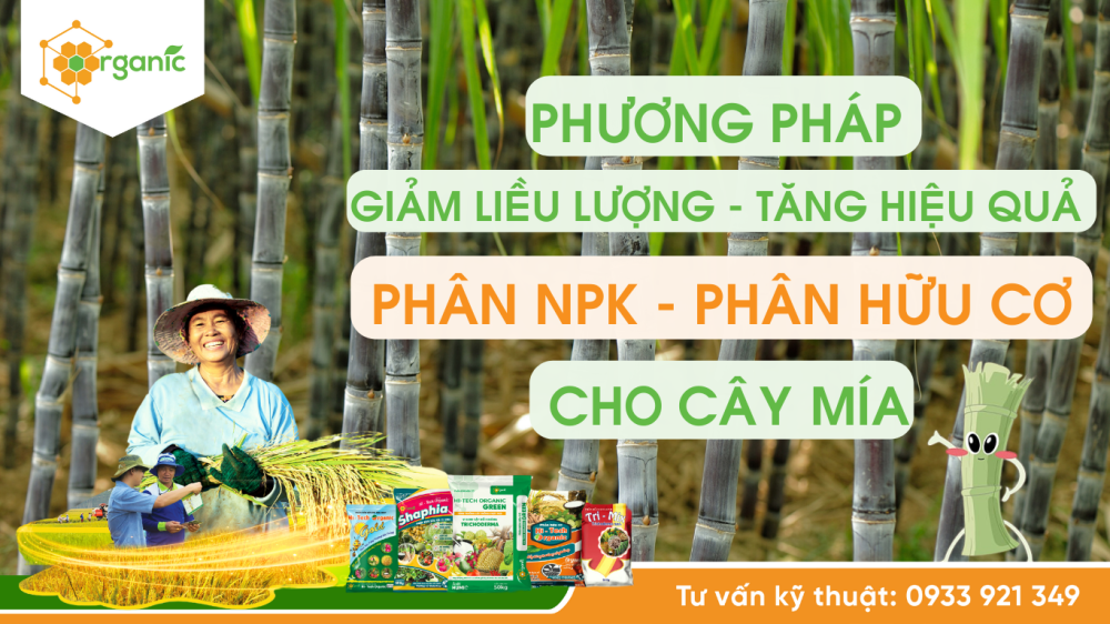 Tăng hiệu quả việc bón phân NPK, phân hữu cơ cho cây mía