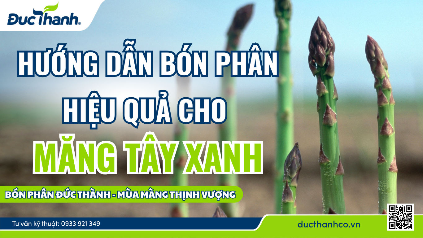 Một số loại đất phù hợp dùng để canh tác cho măng tây xanh