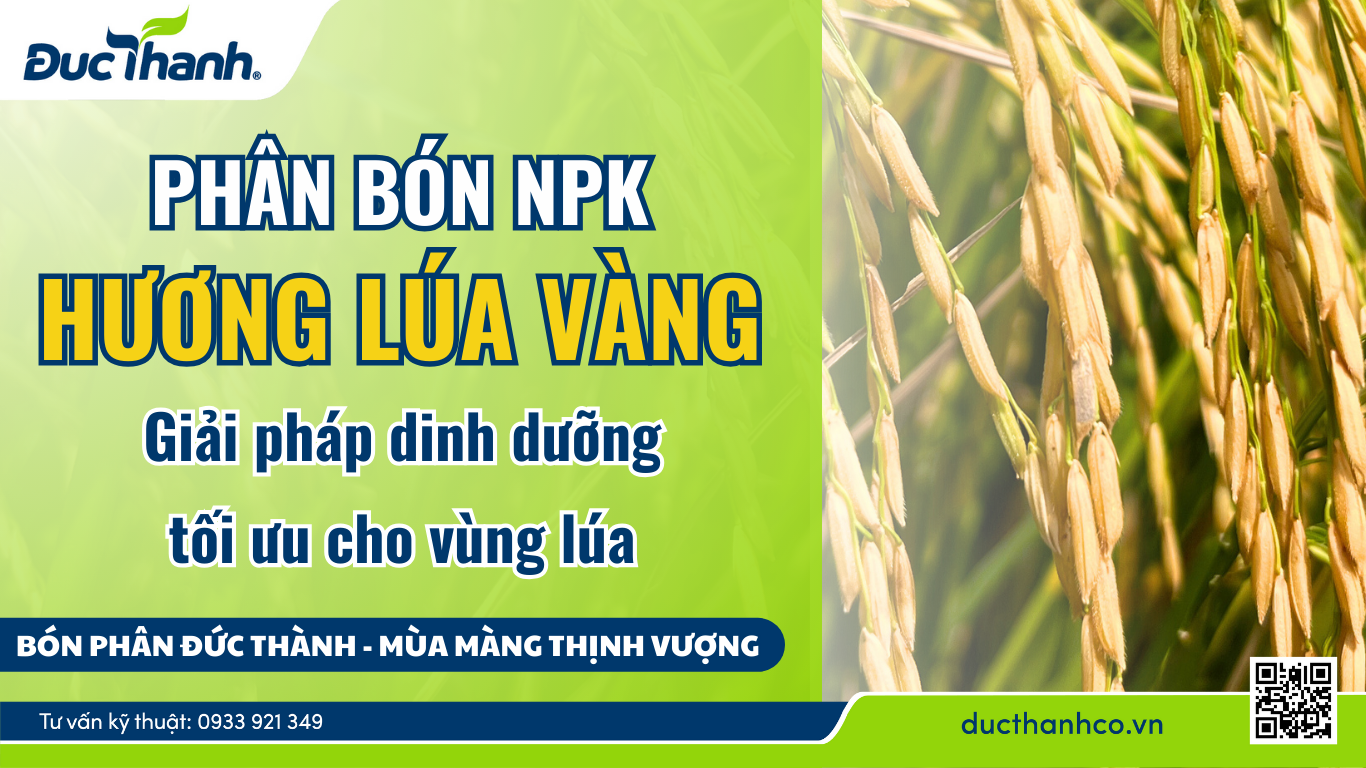 Phân bón NPK Hương Lúa Vàng: Giải pháp dinh dưỡng tối ưu cho vùng lúa