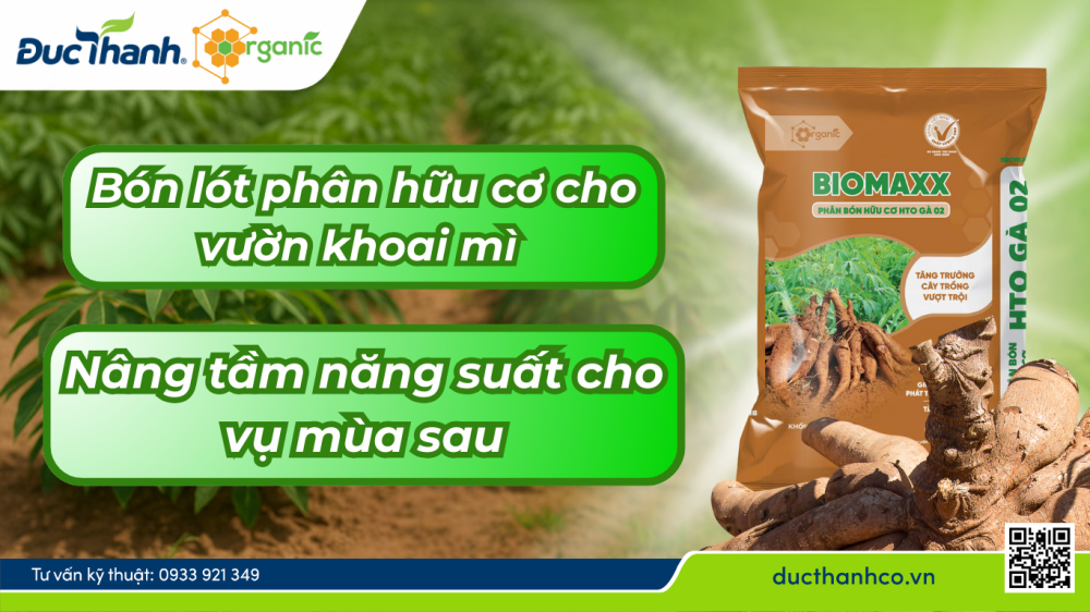 Hồi phục vườn khoai mì bằng phân hữu cơ