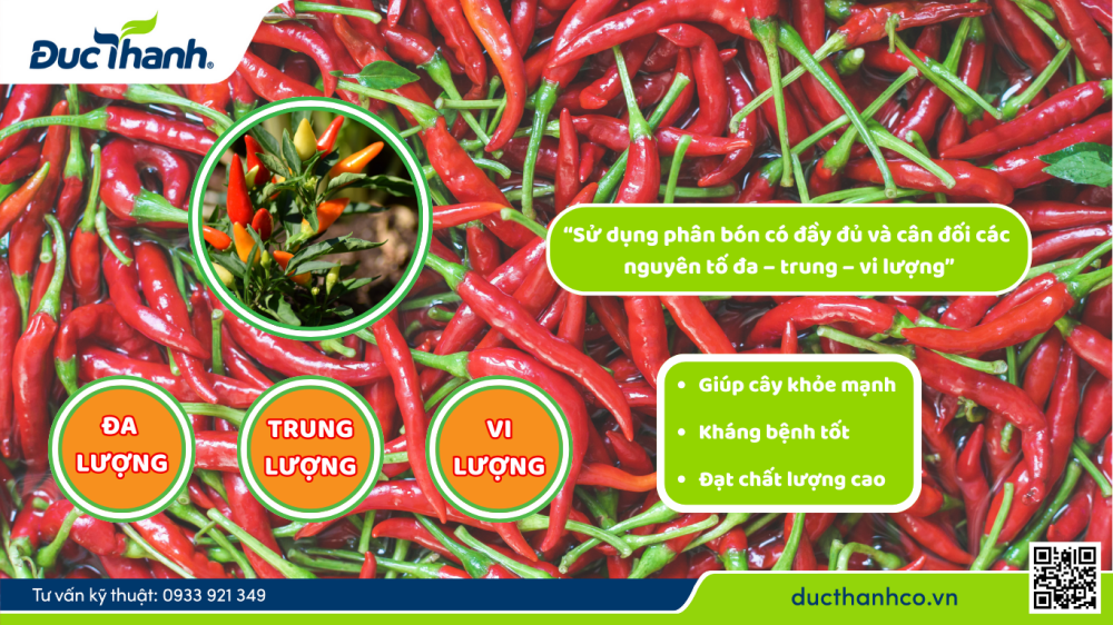 Nhu cầu dinh dưỡng thiết yếu của ớt