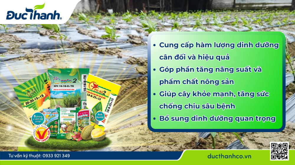 Bón phân hiệu quả góp phần tăng năng suất cho cây ớt